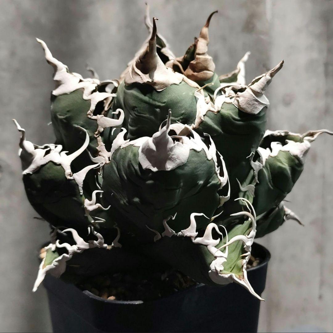 【カクタスグリーン産】アガベ スーパーチタノタ 悪魔くん 子株 B