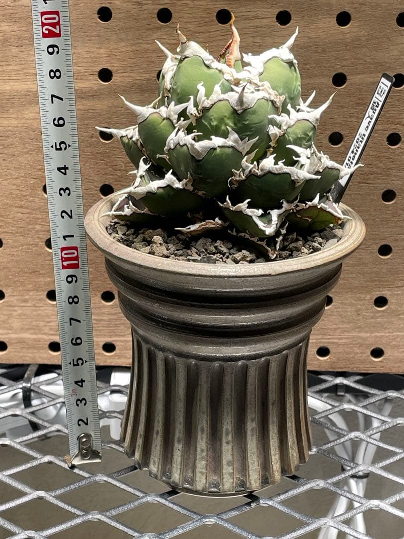 と*も様 アガベ　チタノタ　狼人　鉢のまま　メルカリ便発送