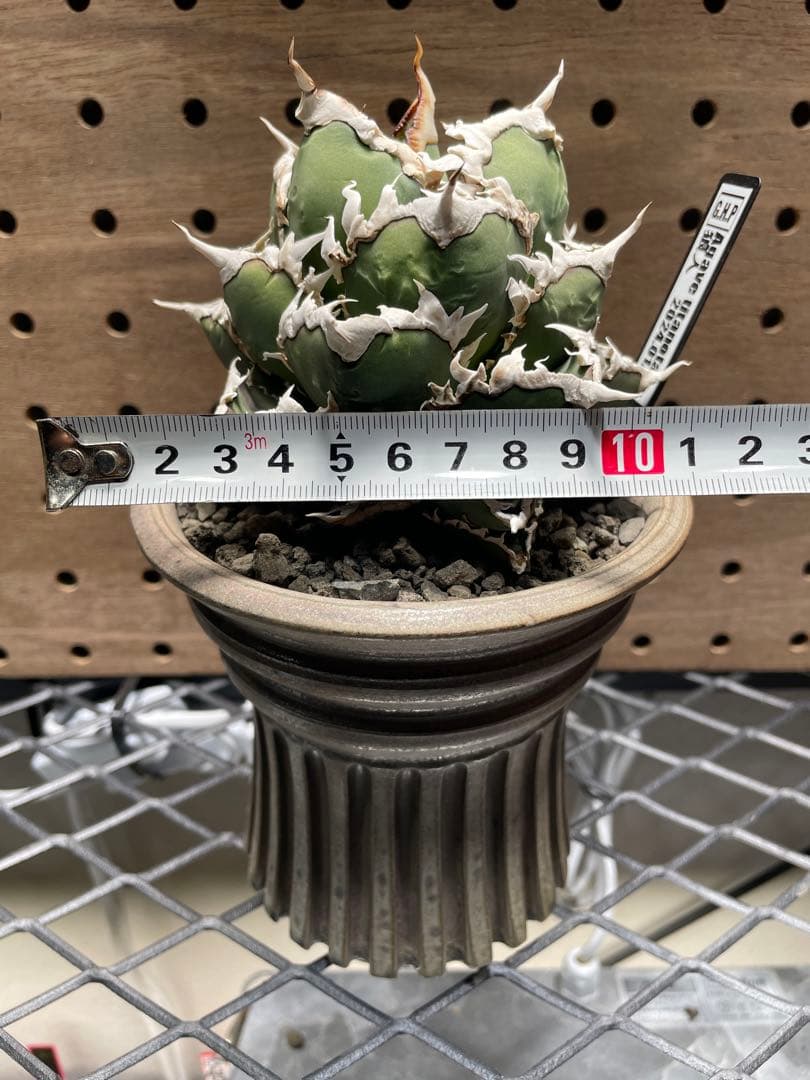 と*も様 アガベ　チタノタ　狼人　鉢のまま　メルカリ便発送