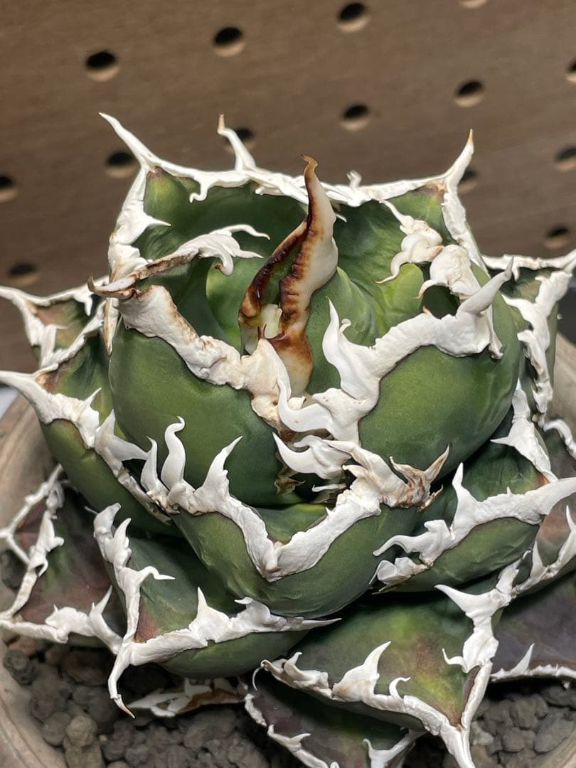 と*も様 アガベ　チタノタ　狼人　鉢のまま　メルカリ便発送