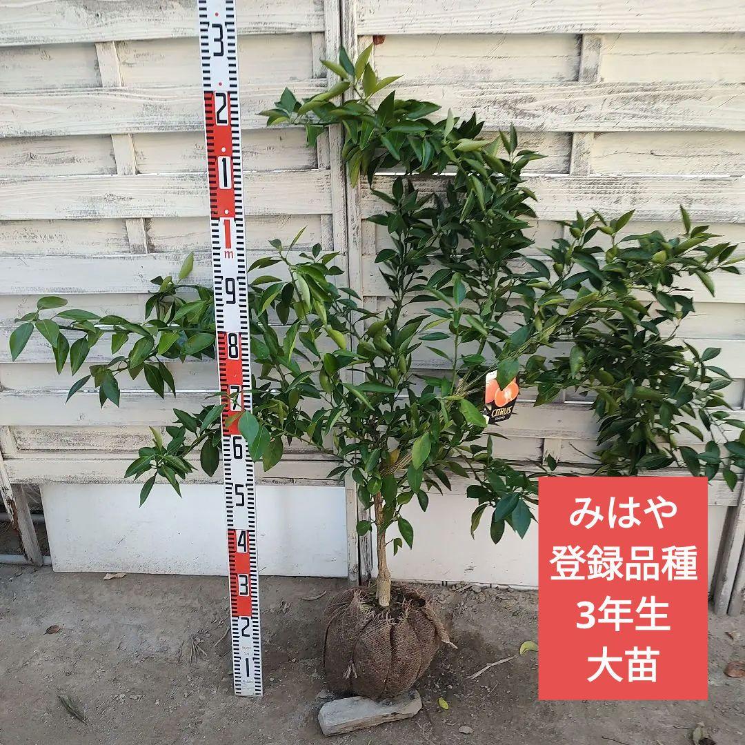 みはや 3年生 登録品種 苗木