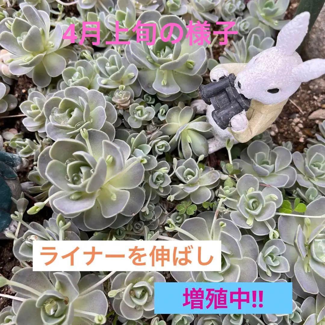 ✳︎多肉さん夏休み中✳︎ 子持ち蓮華　増殖中‼︎ 育てやすいです。