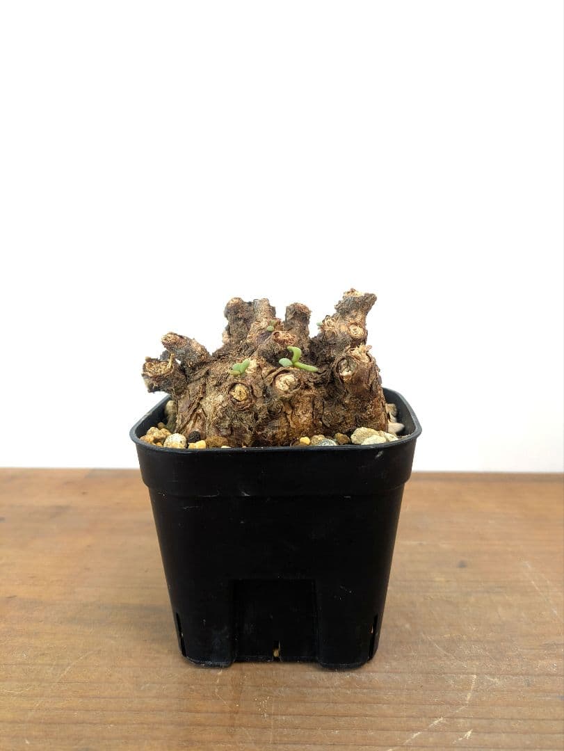 ケラリア ピグマエア 現地株 発根済 冬型 塊根植物