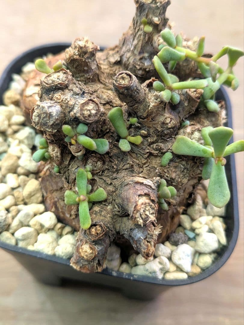 ケラリア ピグマエア 現地株 発根済 冬型 塊根植物