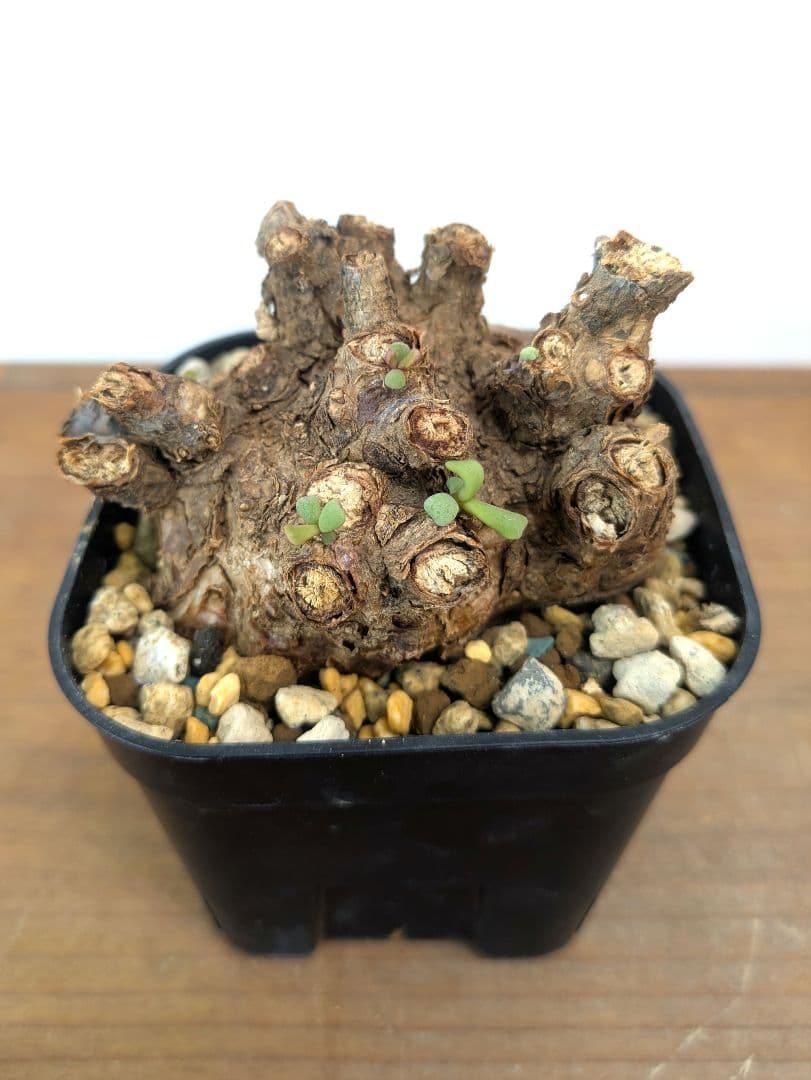 ケラリア ピグマエア 現地株 発根済 冬型 塊根植物