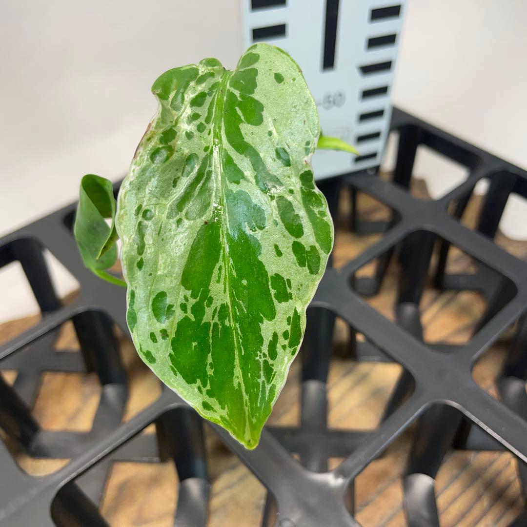 モ*ス様 品種保証！斑入り保証！Bulbasaurモンステラ バルバソー フシギ