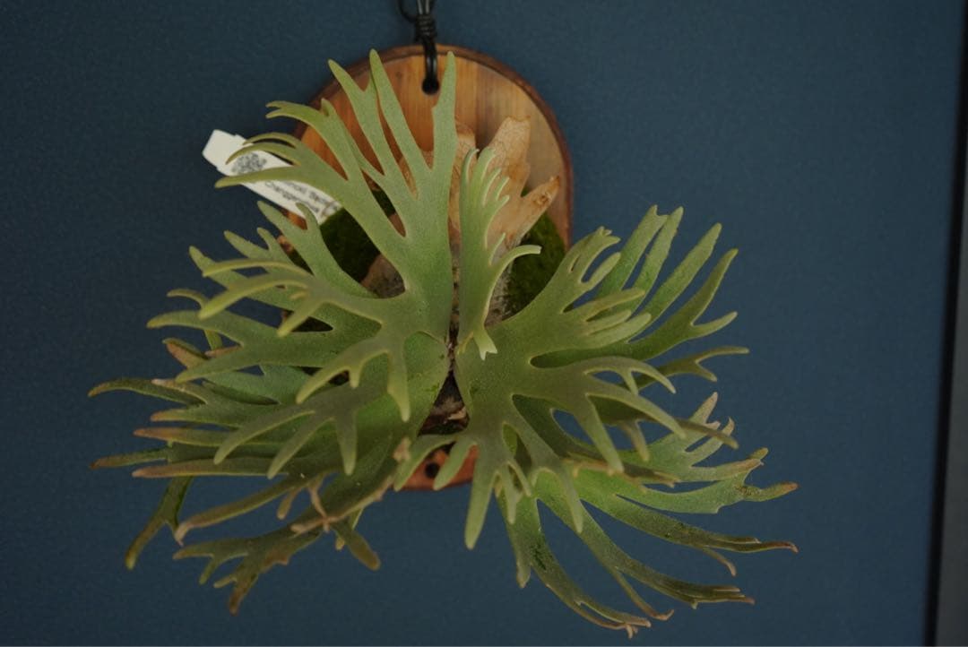 ビカクシダ バクテリア　p.willinckii Bacteria spore