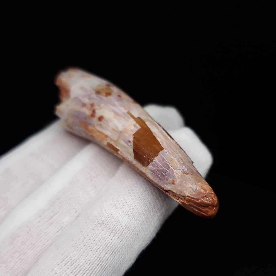 スピノサウルス 本物 モロッコ産 62.63mm sp471