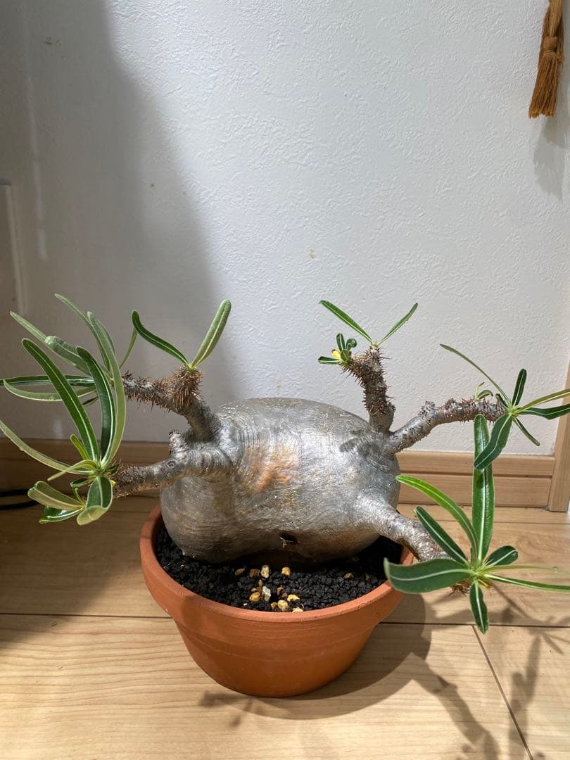 パキポディウム　グラキリス　現地球