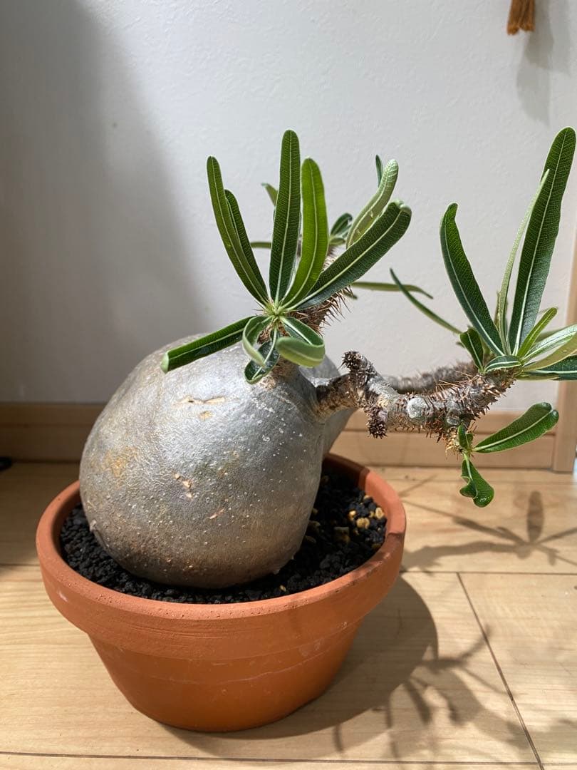 パキポディウム　グラキリス　現地球