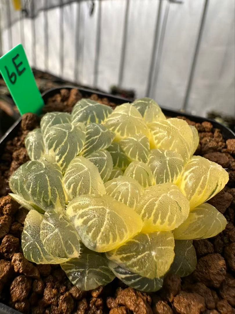 6E 多肉植物 ハオルチア 湖水オブツーサ錦糊斑