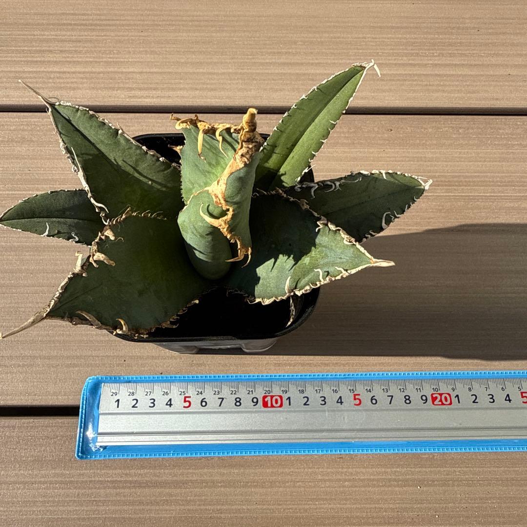 アガベ　チタノタ　天魔