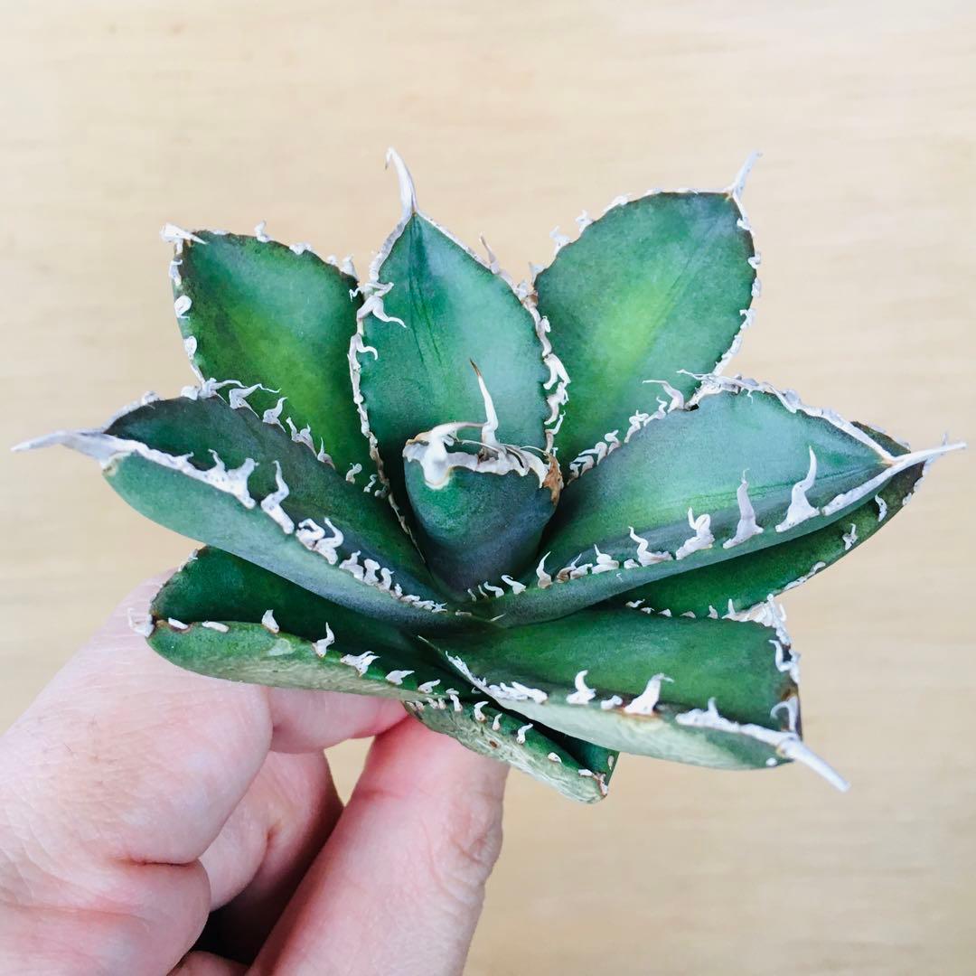 【稀少】1 巨歯鮫 巨歯鯊 メガロドン TC株 特選 アガベ チタノタ