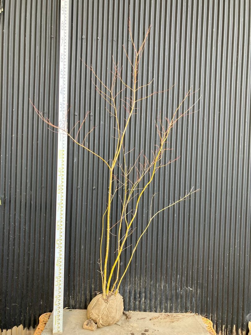 山採り　イロハモミジ　a