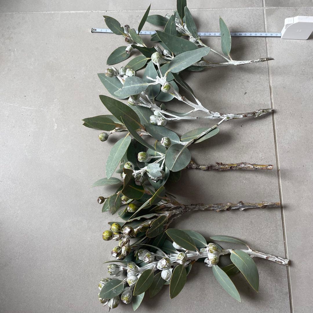 2.テトラゴナナッツ　フレッシュ生花　ユーカリ