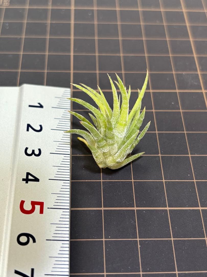 イオナンタ メキシカンゼブラ　子株　エアープランツ　チランジア