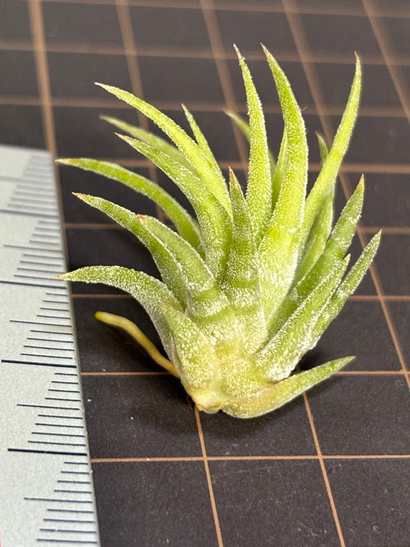 イオナンタ メキシカンゼブラ　子株　エアープランツ　チランジア