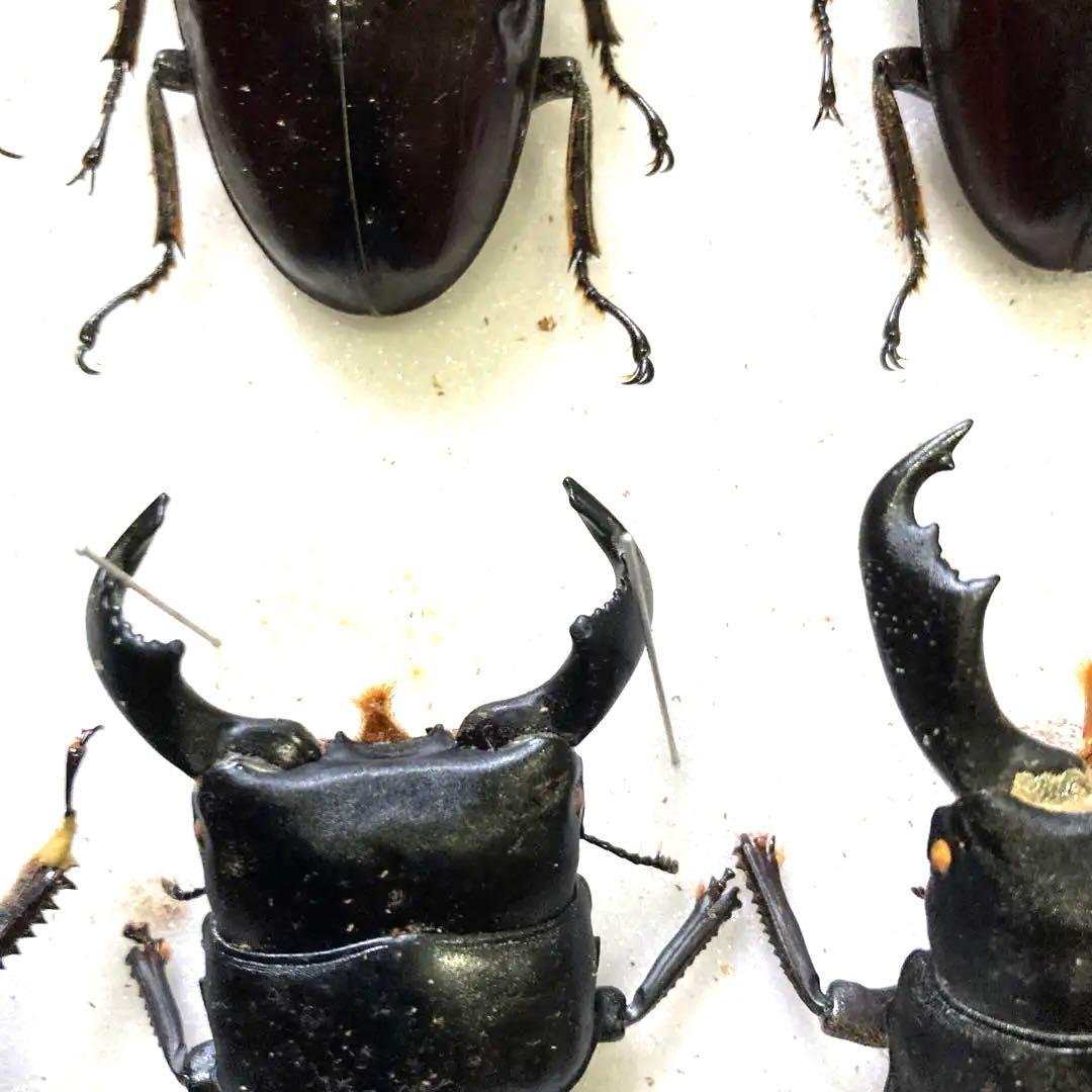 750mmオーバー1000mm世界のクワガタオオクワガタヒラタクワガタなど21頭