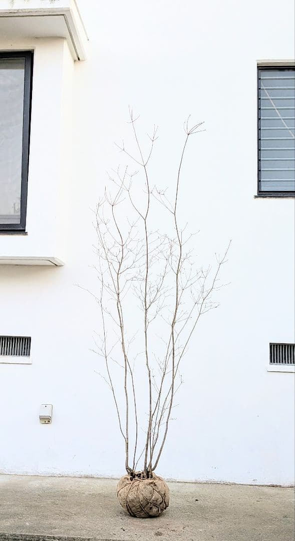 山採りドウダンツツジ。