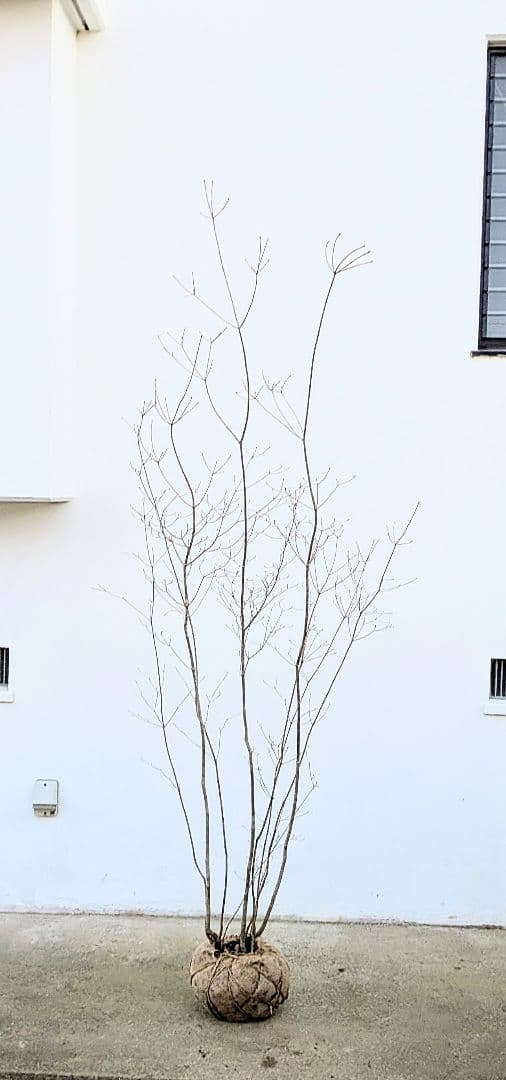 山採りドウダンツツジ。