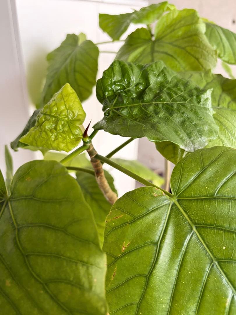 フィカス・ウンベラータ 高級　曲がり仕立て