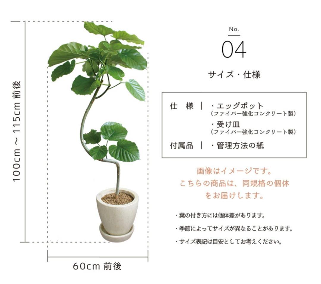 フィカス・ウンベラータ 高級　曲がり仕立て