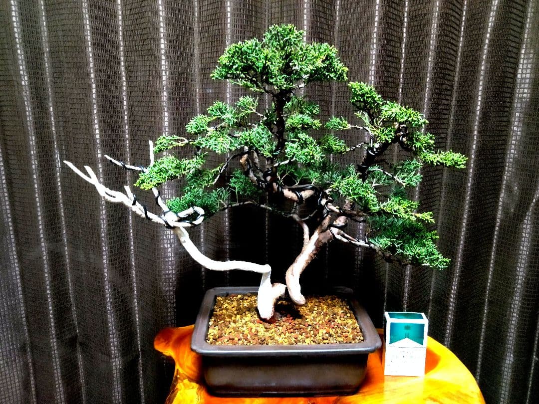 【中品　紀州真柏盆栽】　　　　⭕新春限定ご奉仕品❗