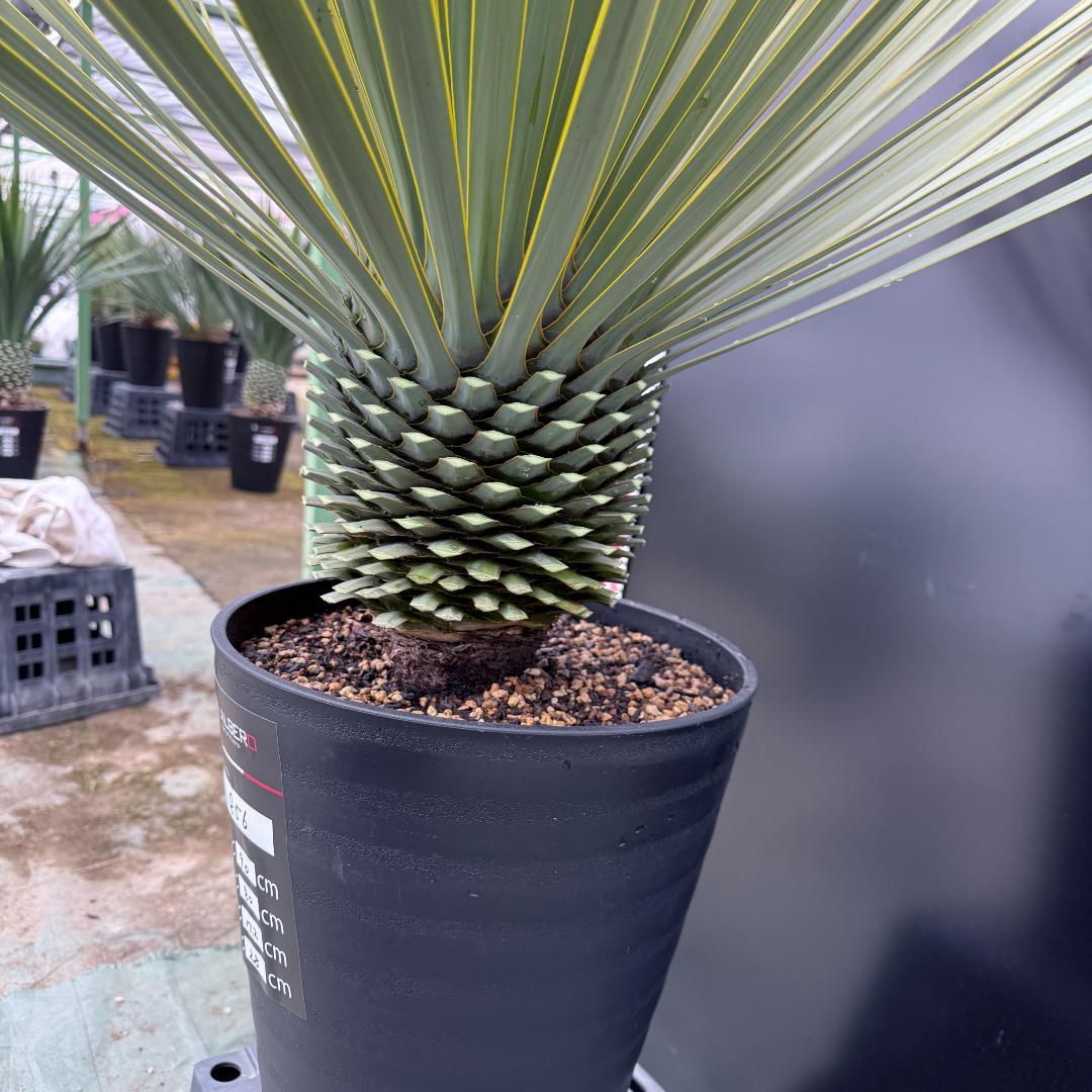 【AL856】ユッカ　ロストラータ　美形　強シルバー個体