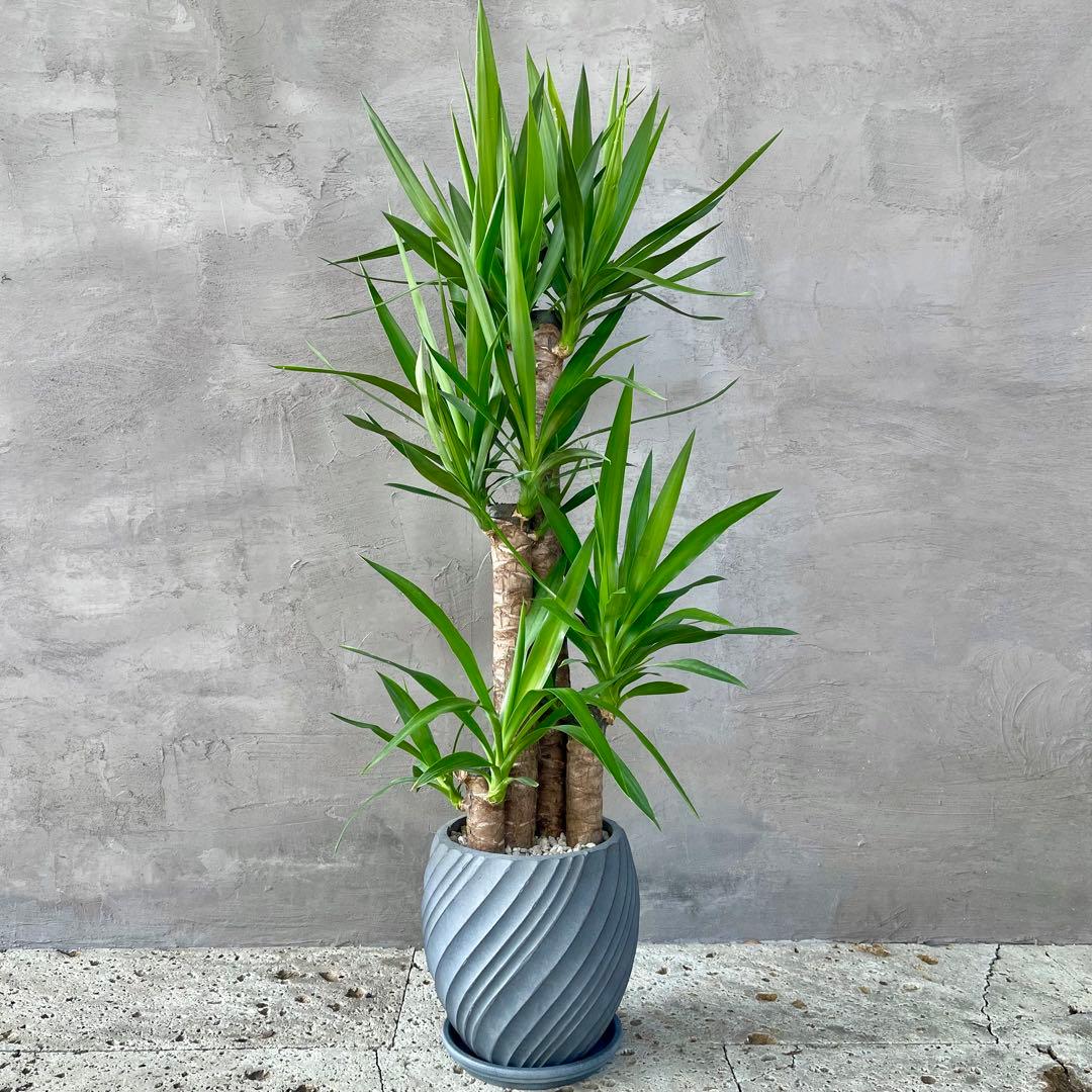 大型　ユッカ　エレファンティペス　青年の木　8号　陶器鉢　植え込み発送