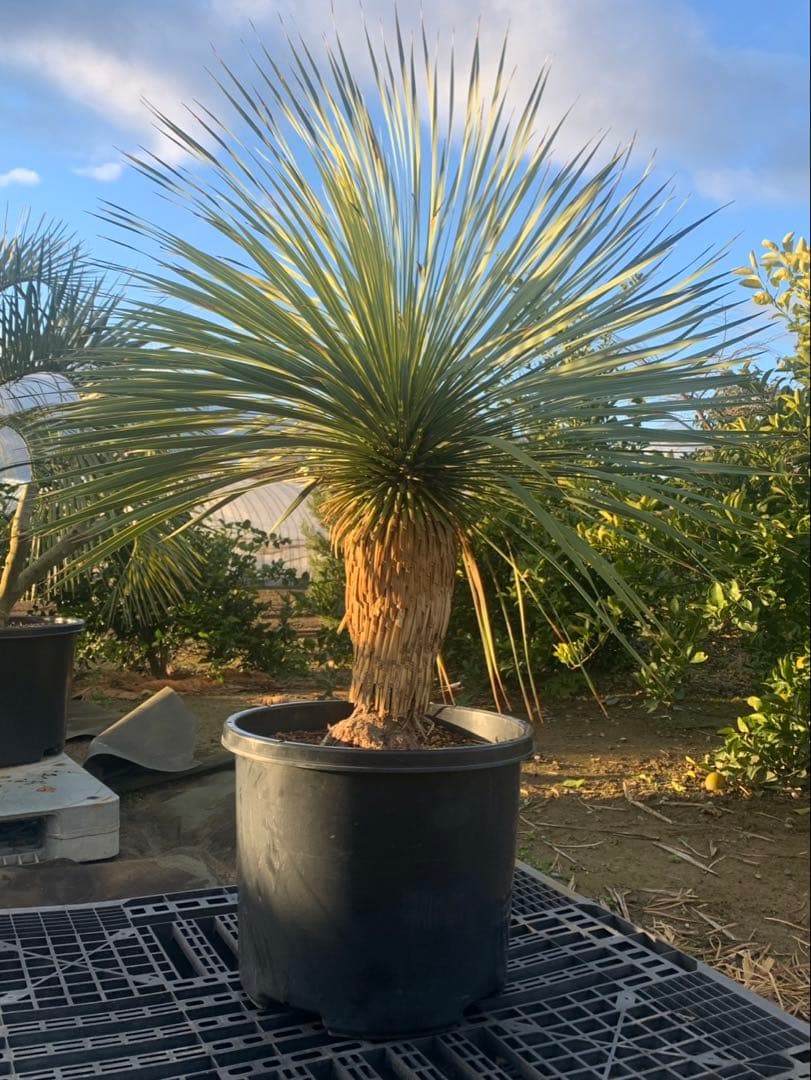 ユッカ　ロストラータ　引取限定