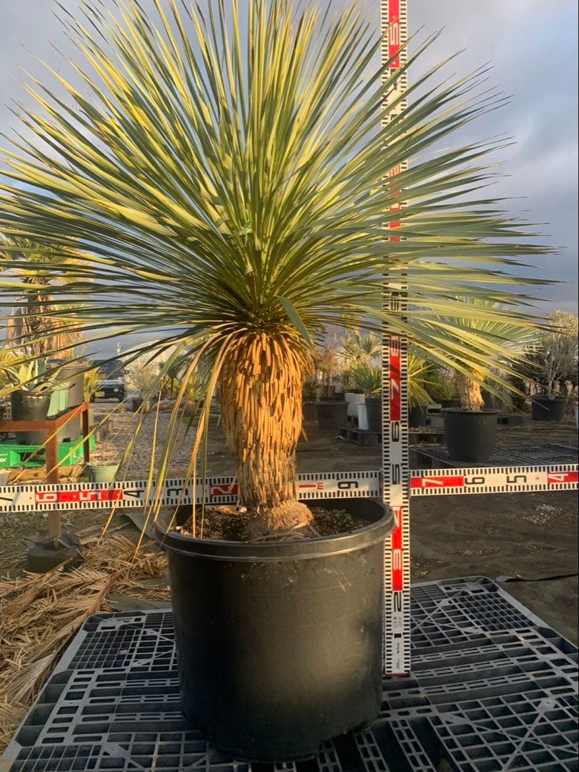 ユッカ　ロストラータ　引取限定