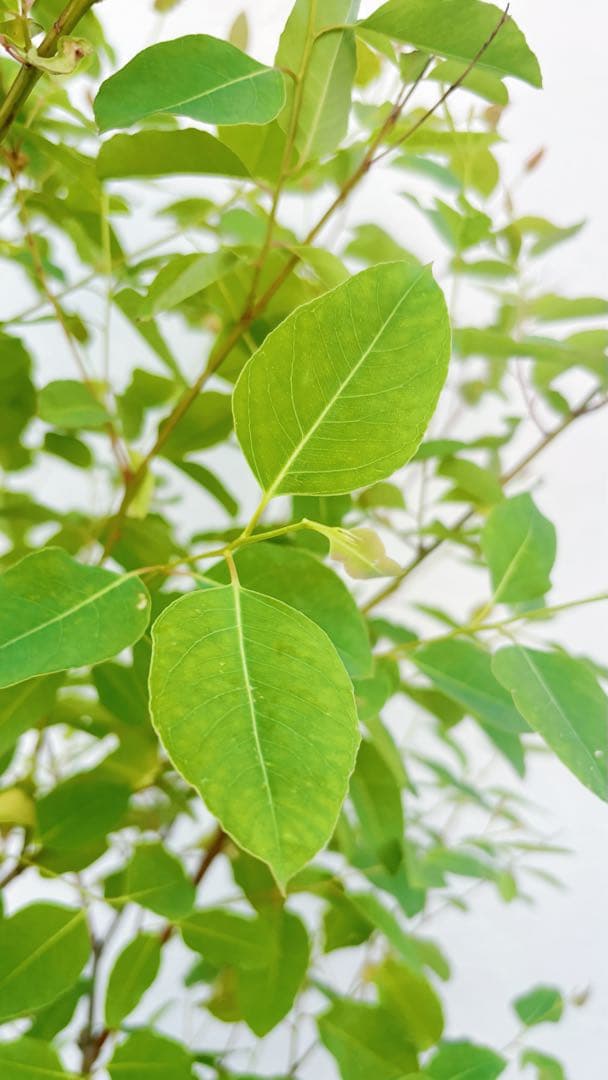 珍種☆レインボーユーカリ2.2M(鉢底から)