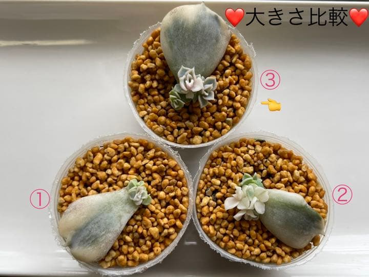 ❤️専用出品❤️リラシナ錦❤️ 葉挿しっ子抜き苗③