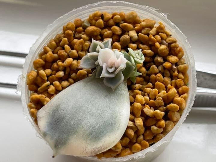 ❤️専用出品❤️リラシナ錦❤️ 葉挿しっ子抜き苗③