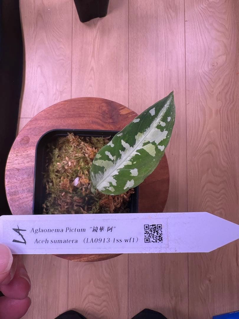 あ*ん様 LA便　アグラオネマ　ピクタム