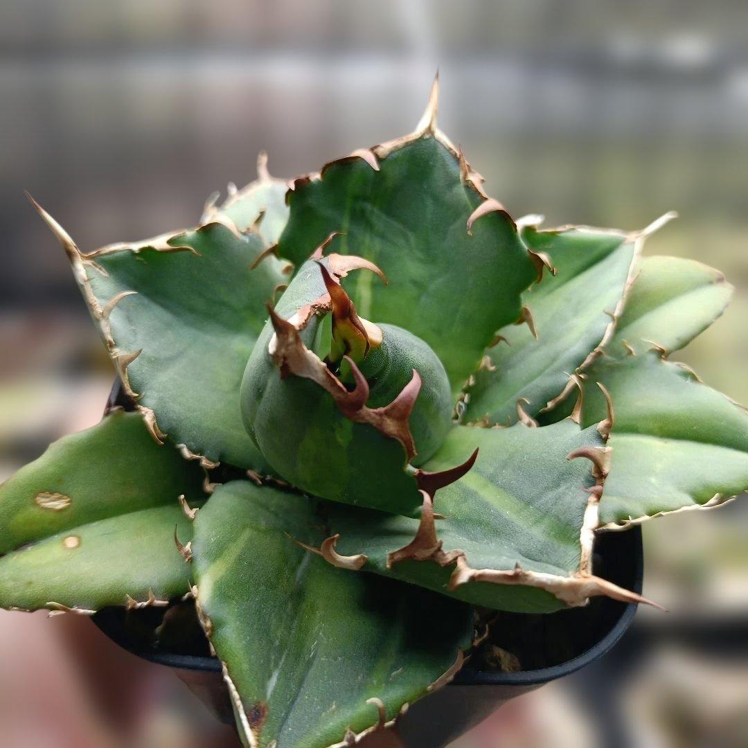 アガベ　チタノタ　白鯨　白鯨錦　西瓜斑　④