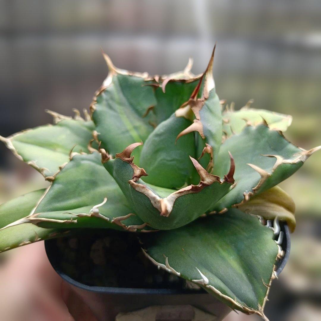 アガベ　チタノタ　白鯨　白鯨錦　西瓜斑　④