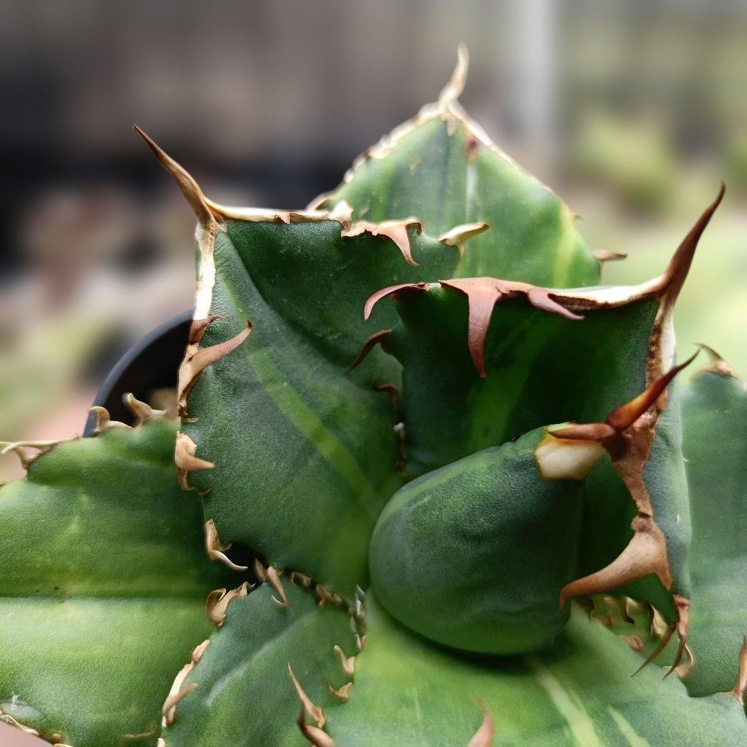 アガベ　チタノタ　白鯨　白鯨錦　西瓜斑　④