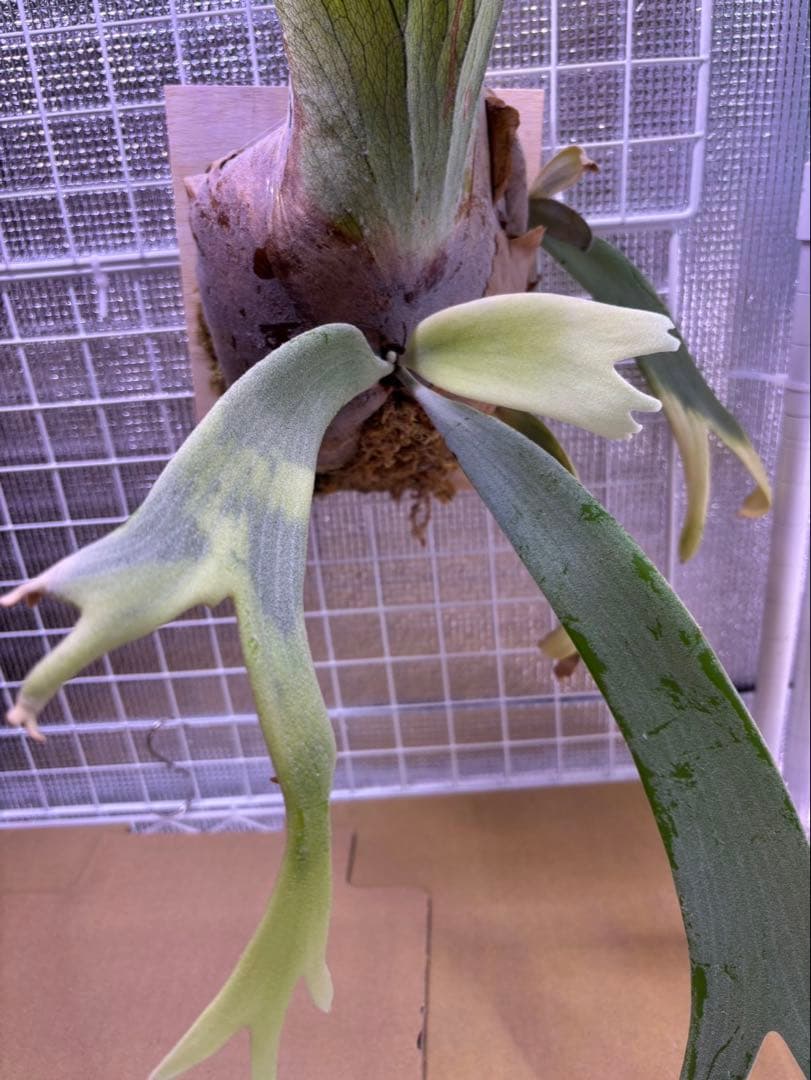 P.Willinckii ウィリンキー　輸入株