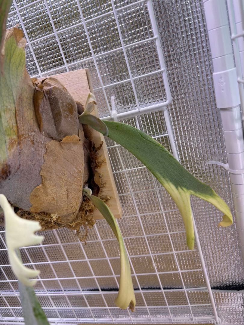 P.Willinckii ウィリンキー　輸入株