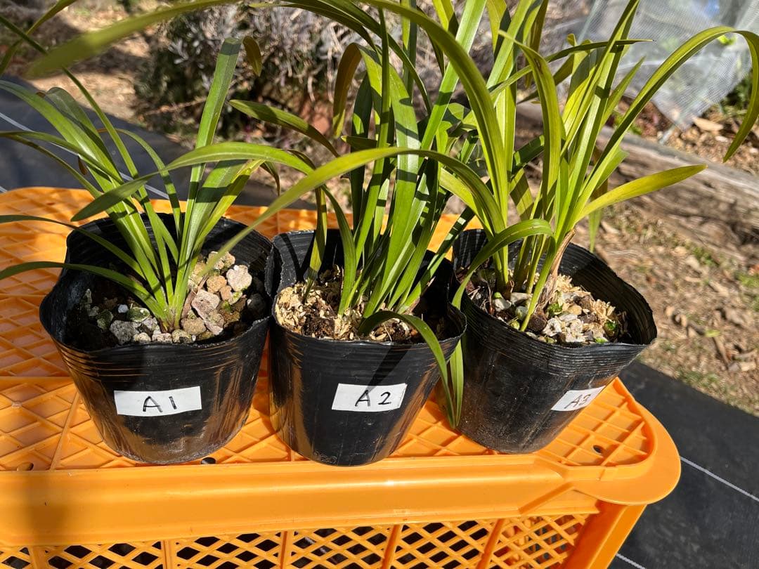 ⭐️キンリョウヘン３ポットＡセット　 新芽あり。（花芽か不明、花色→赤または黄）