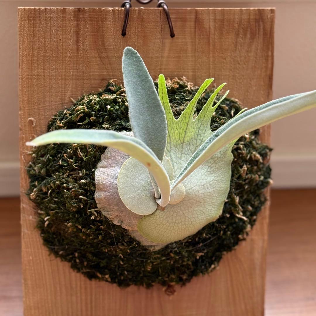 ビカクシダ　veitchii AR 初出し