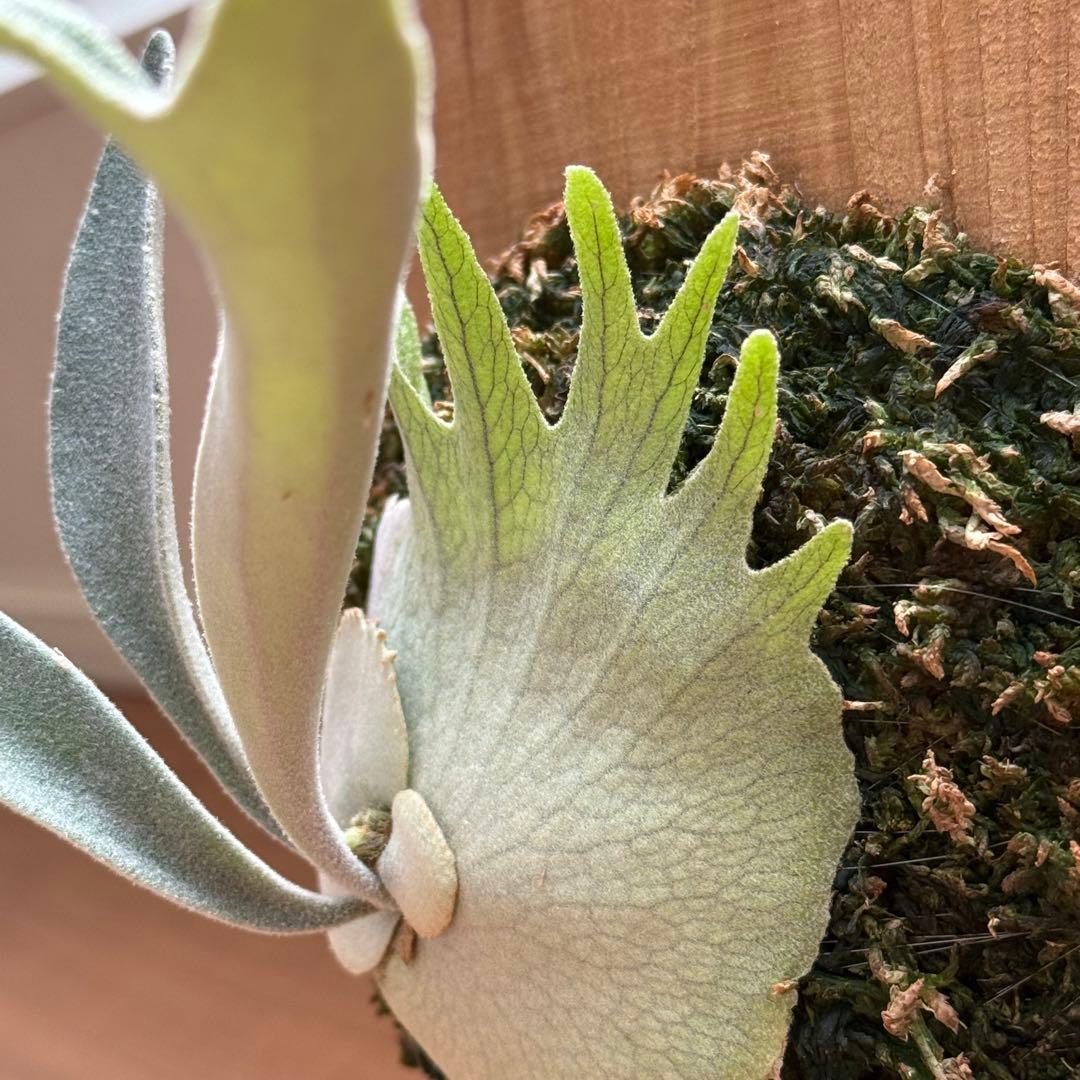 ビカクシダ　veitchii AR 初出し