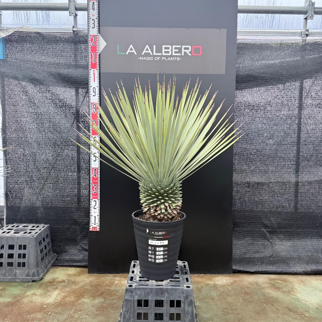 【AL1199】ユッカ　ロストラータ