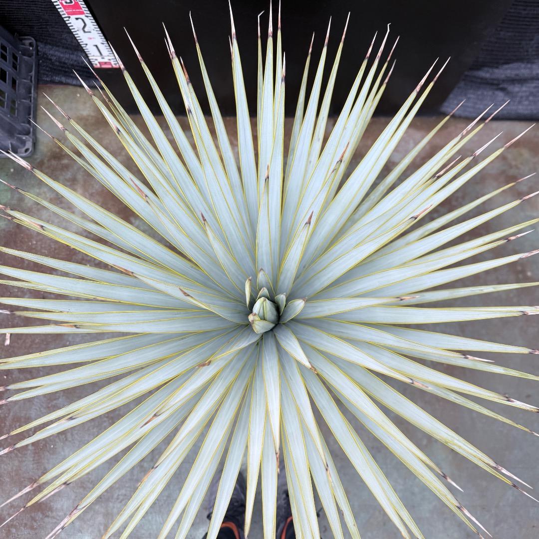 【AL1199】ユッカ　ロストラータ