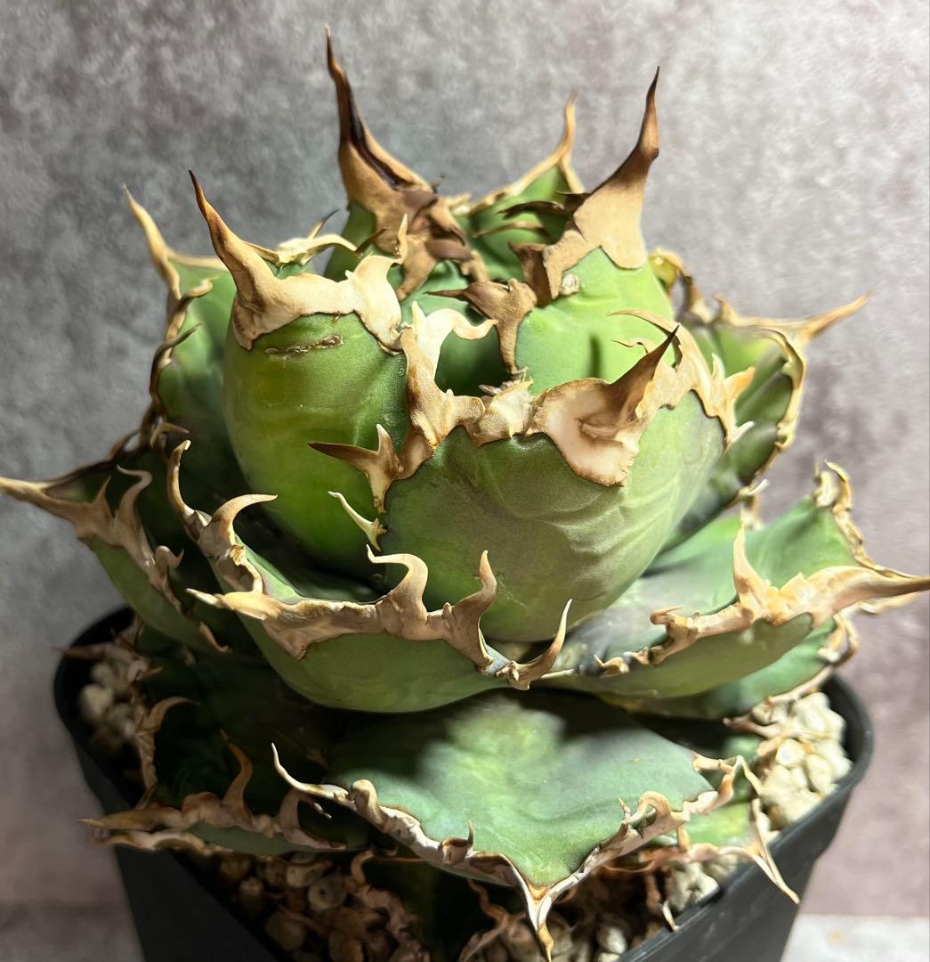 アガベ　チタノタ　シーザー　ボール形　美株　タグ付き 【4】