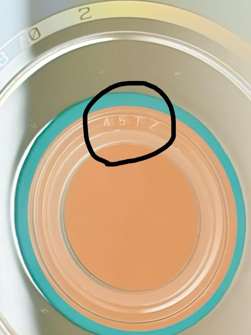 【正規品実証あり】 【激レア】 Man 素顔4 DVD【45+英字あり】