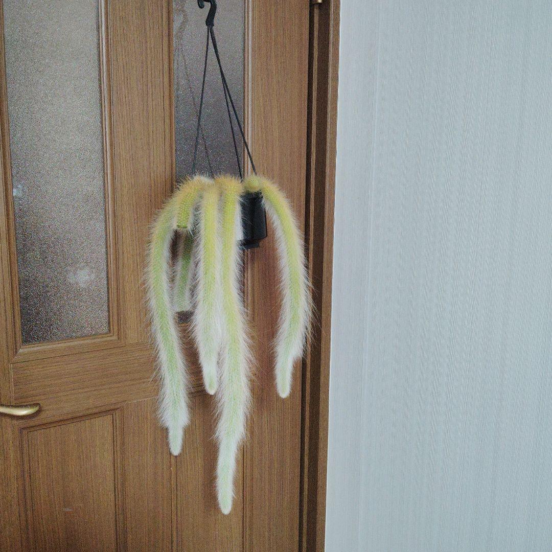 クレイストカクタス属　カラデモノニス