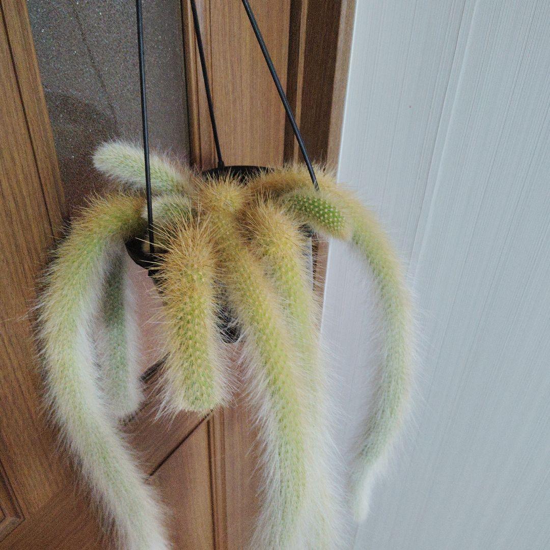 クレイストカクタス属　カラデモノニス