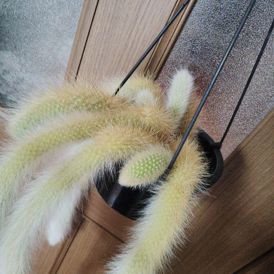 クレイストカクタス属　カラデモノニス